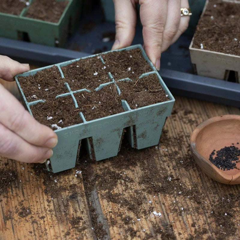 6-Cell Seed Starter